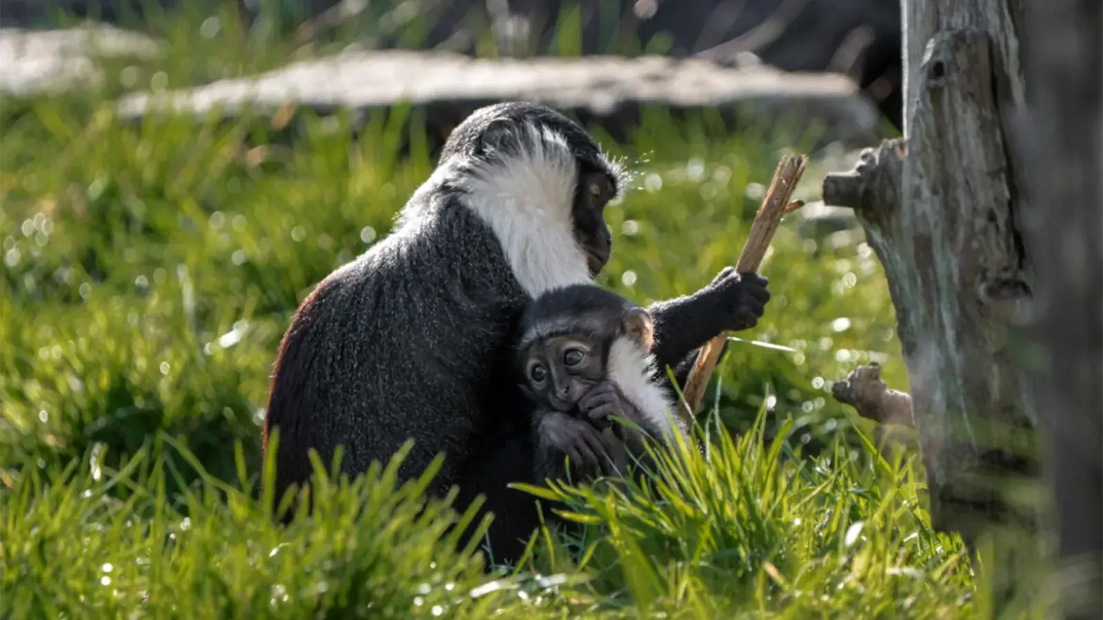 Rare Roloway Monkey Born at Chester Zoo After Pioneering Foot Surgery