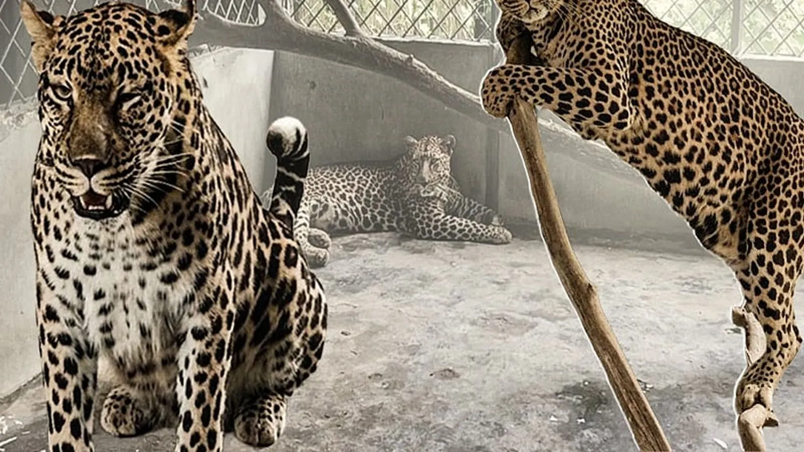 Gazipur Safari Park leopards confined to quarantine for nine years