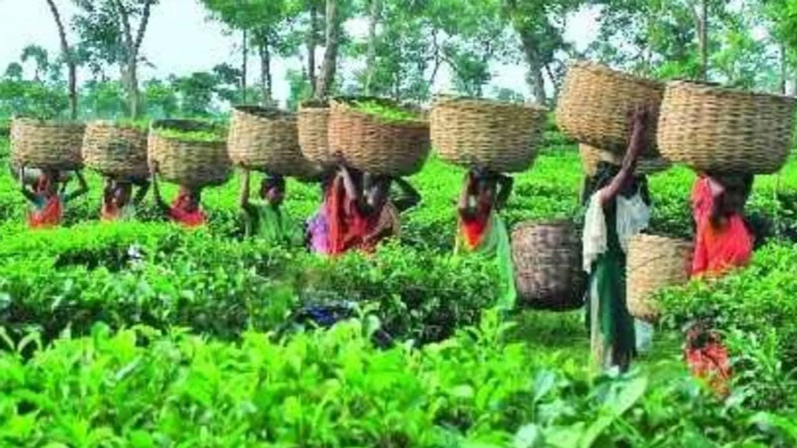 Electricity Crisis Disrupts Tea Processing in Habiganj