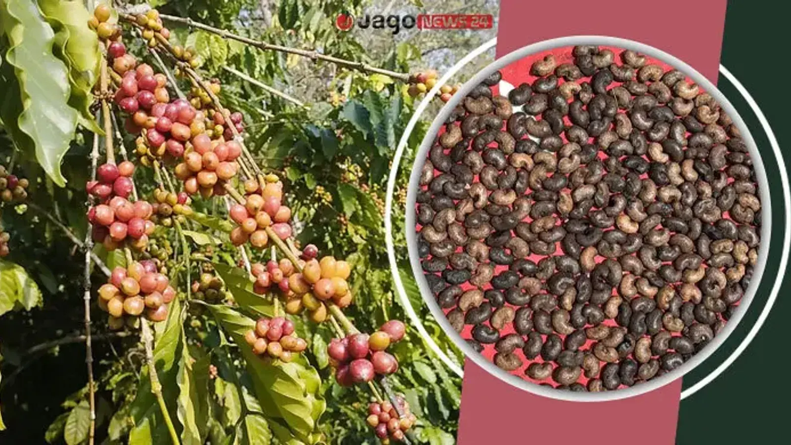 Bangladesh Agricultural Research Institute Develops Two New Coffee Varieties in Khagrachari