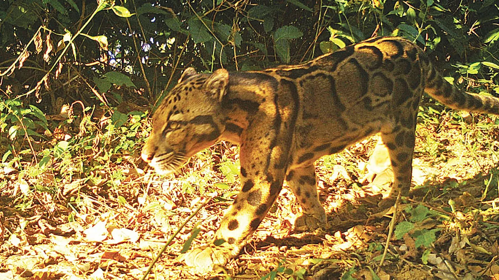 Study Discovers 23 Mammal Species in Inani National Park