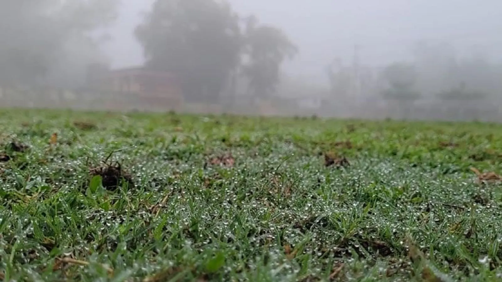 নীলফামারীতে মৌসুমের প্রথম কুয়াশা ও শিশিরপাত