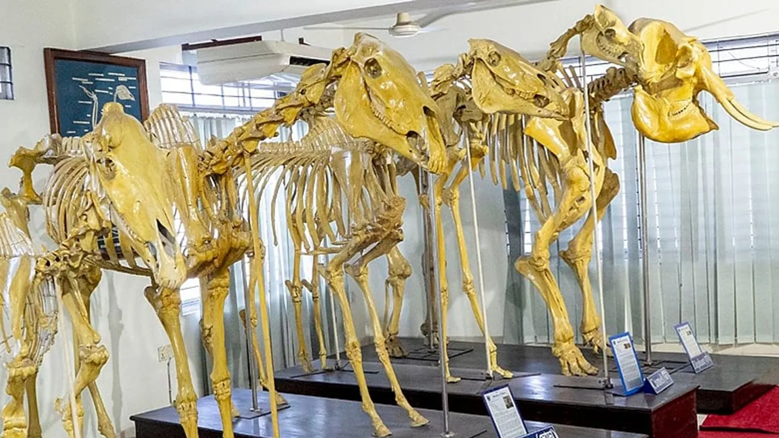 Exploring the Anatomy Museum at Chittagong Veterinary University