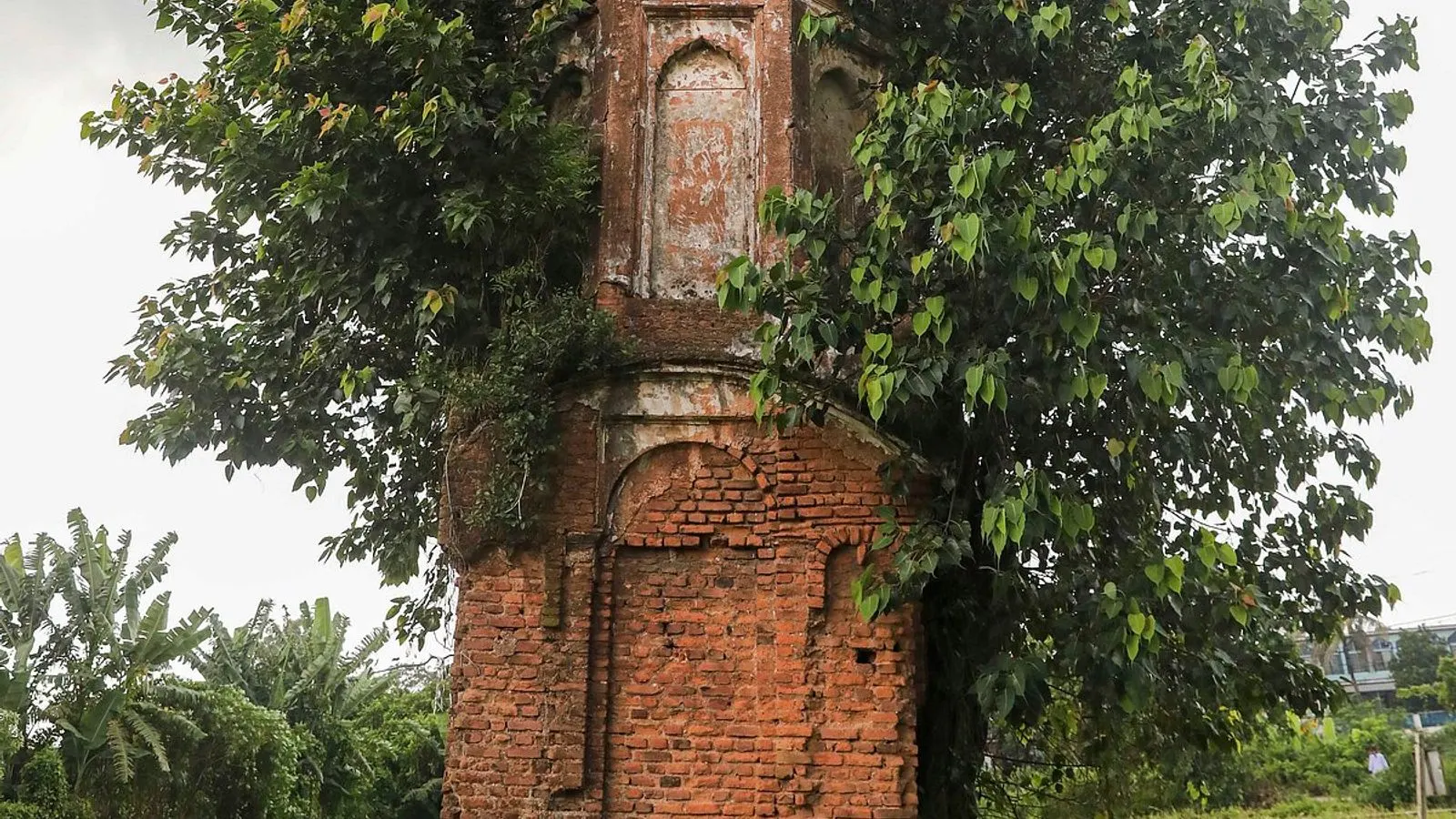 দক্ষিণ কেরানীগঞ্জের আরাকুল মঠে পাখিদের আবাস সংকট