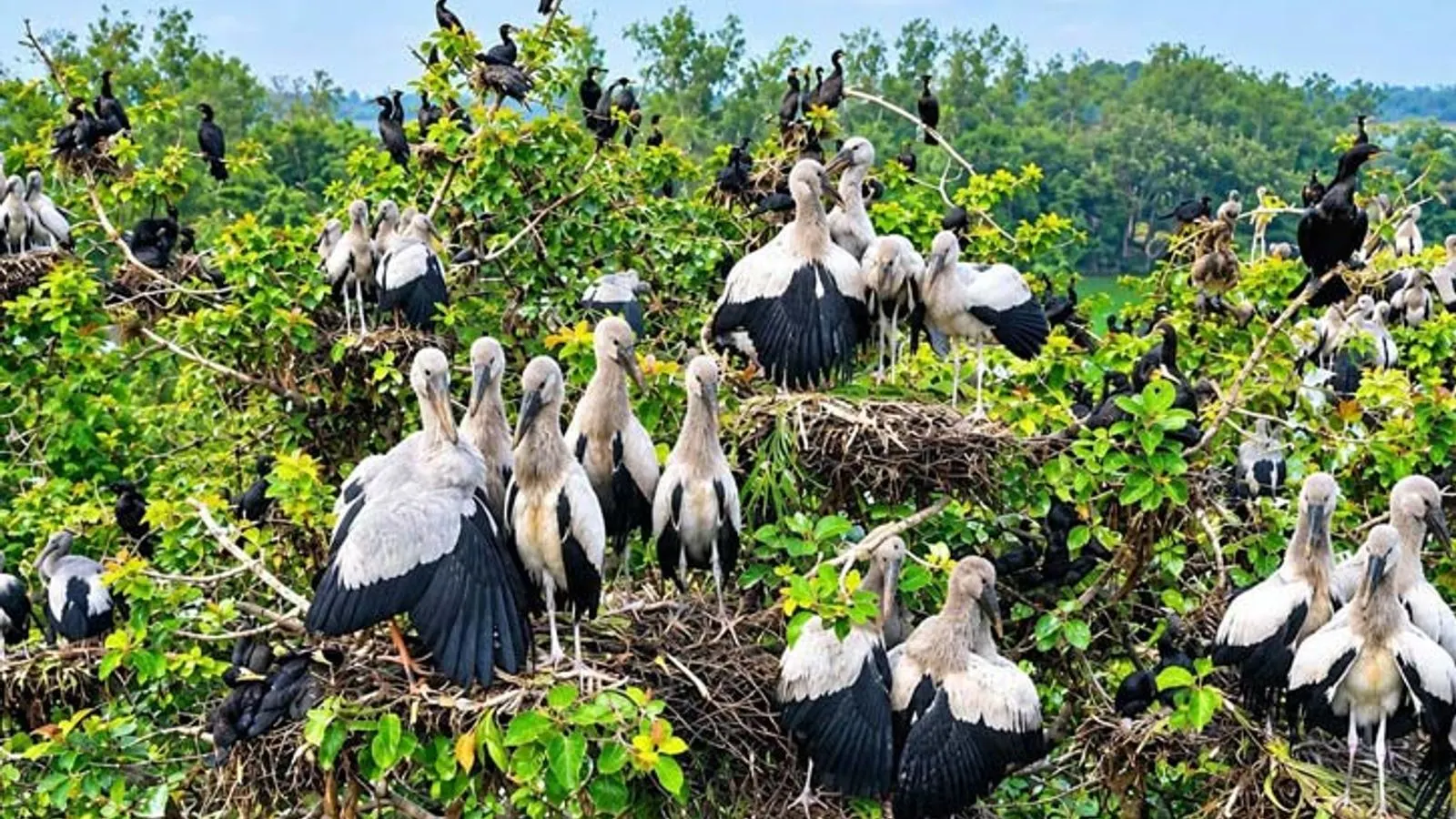 Migratory birds arrive in Sirajganj's Ulupur Dighi and Chalan Beel