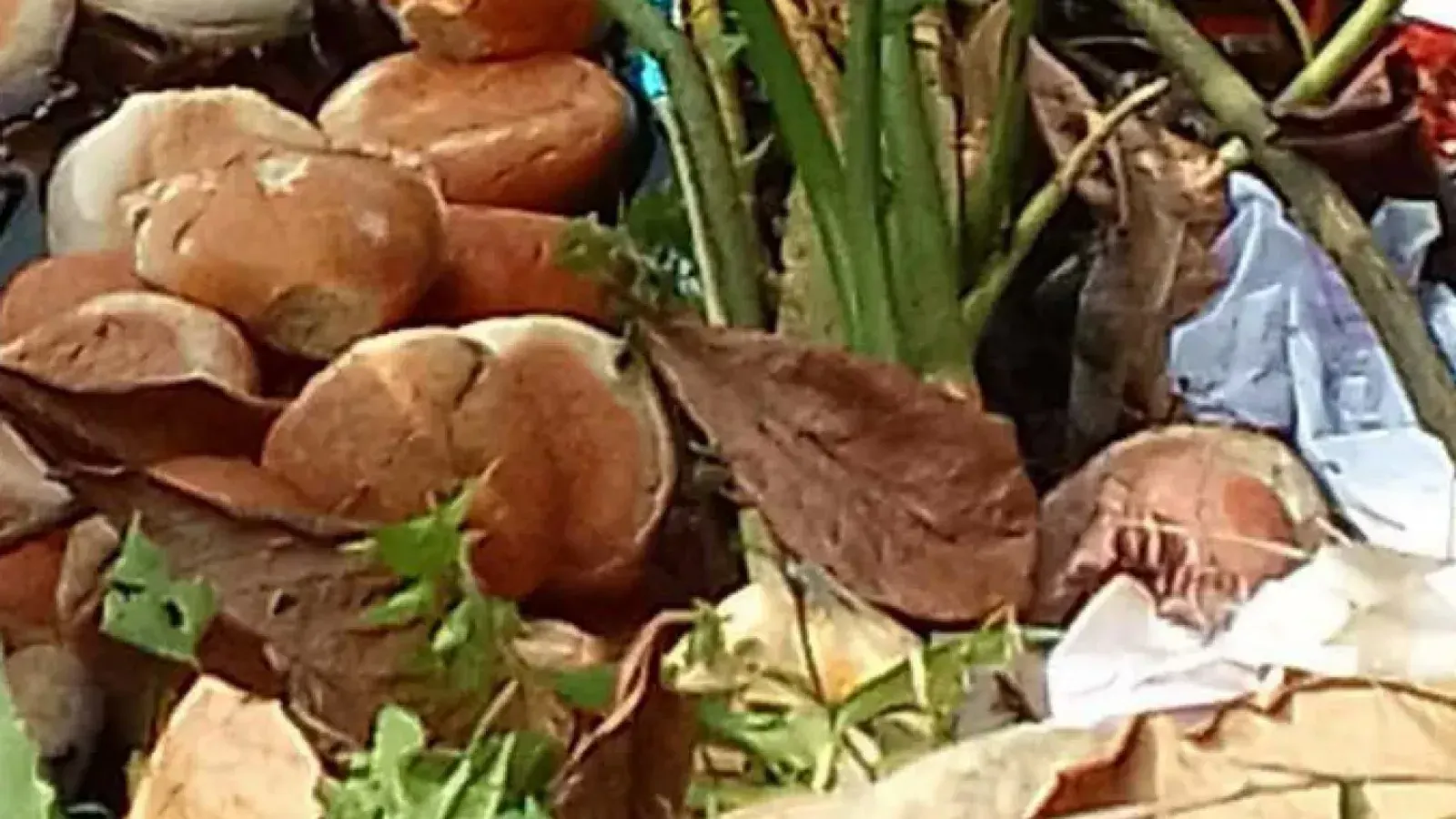 Government bun distribution controversy as spoiled food dumped in pond