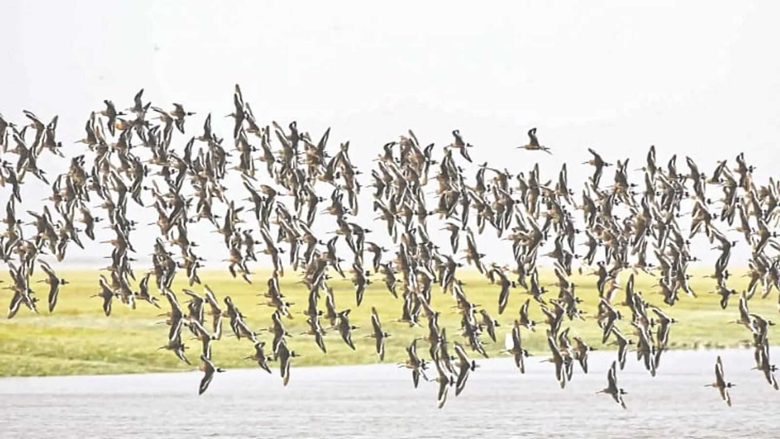 Waterbird Survey Identifies 14 Threatened Species on Meghna Chars