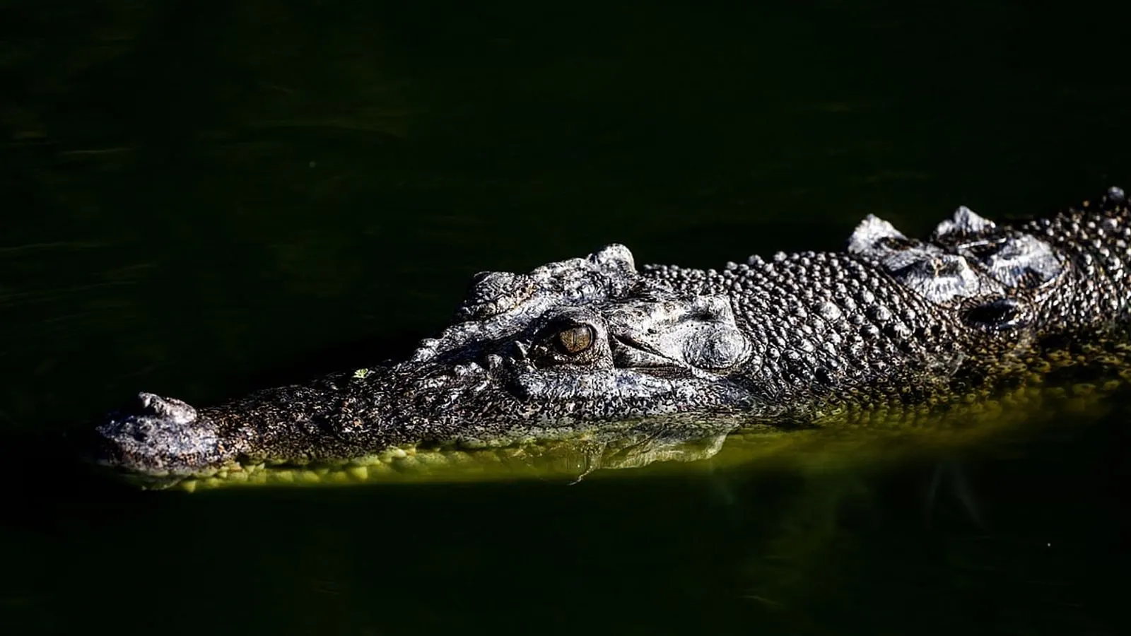 Fitzroy River Named 2032 Olympic Rowing Venue Despite Crocodiles
