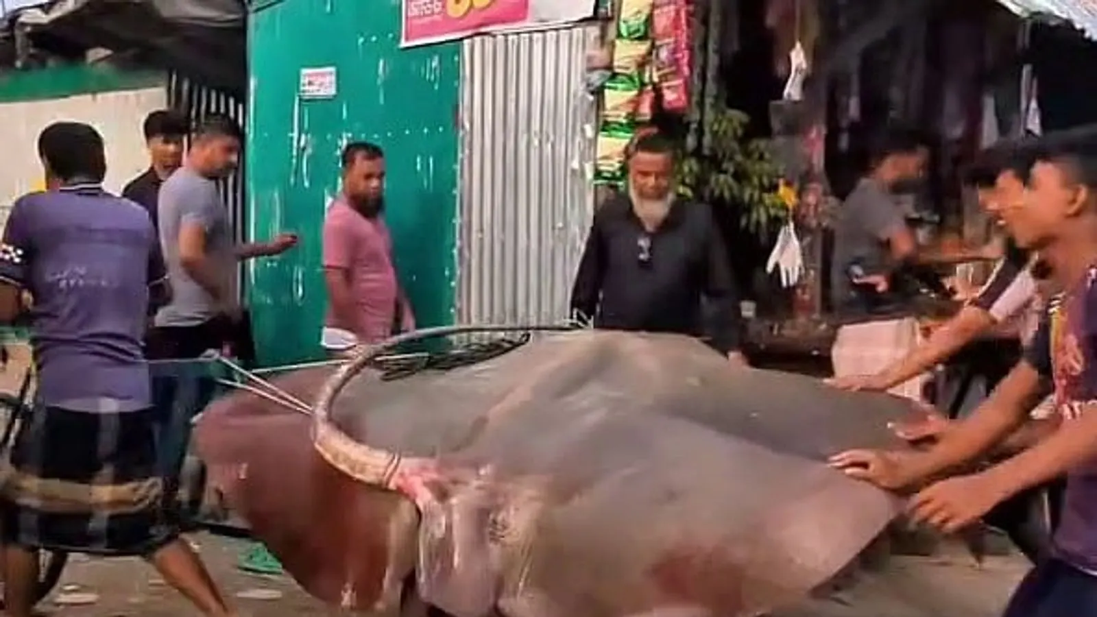 Protected 280kg Stingray Caught and Sold Openly in Noakhali Hatiya