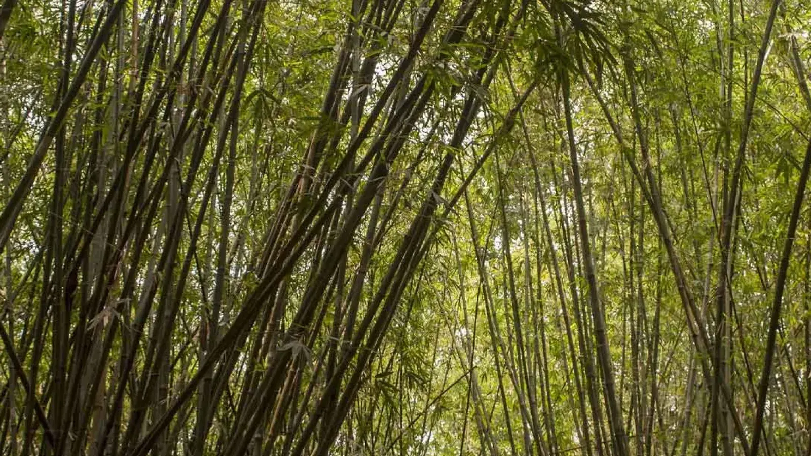 World Bamboo Day Highlights Regenerative Future and Sustainable Growth