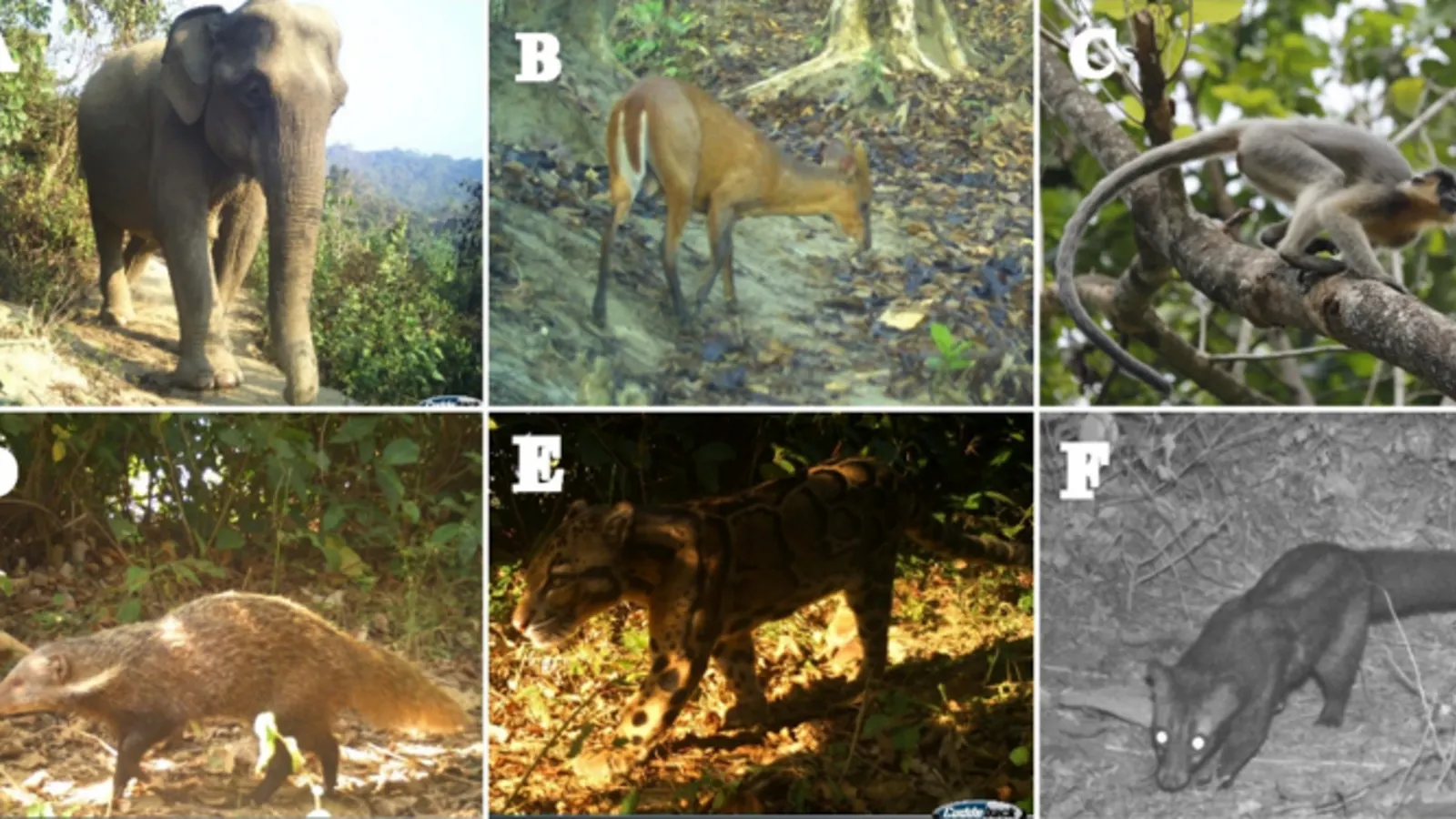 Study Discovers 23 Mammal Species in Inani National Park