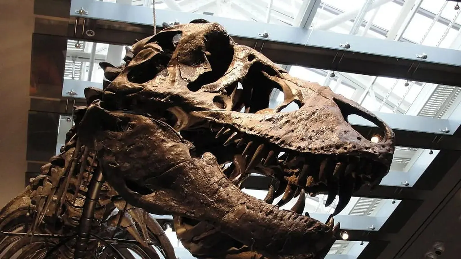 Scientists Reveal T-Rex Body Temperature Was 36 Degrees Celsius