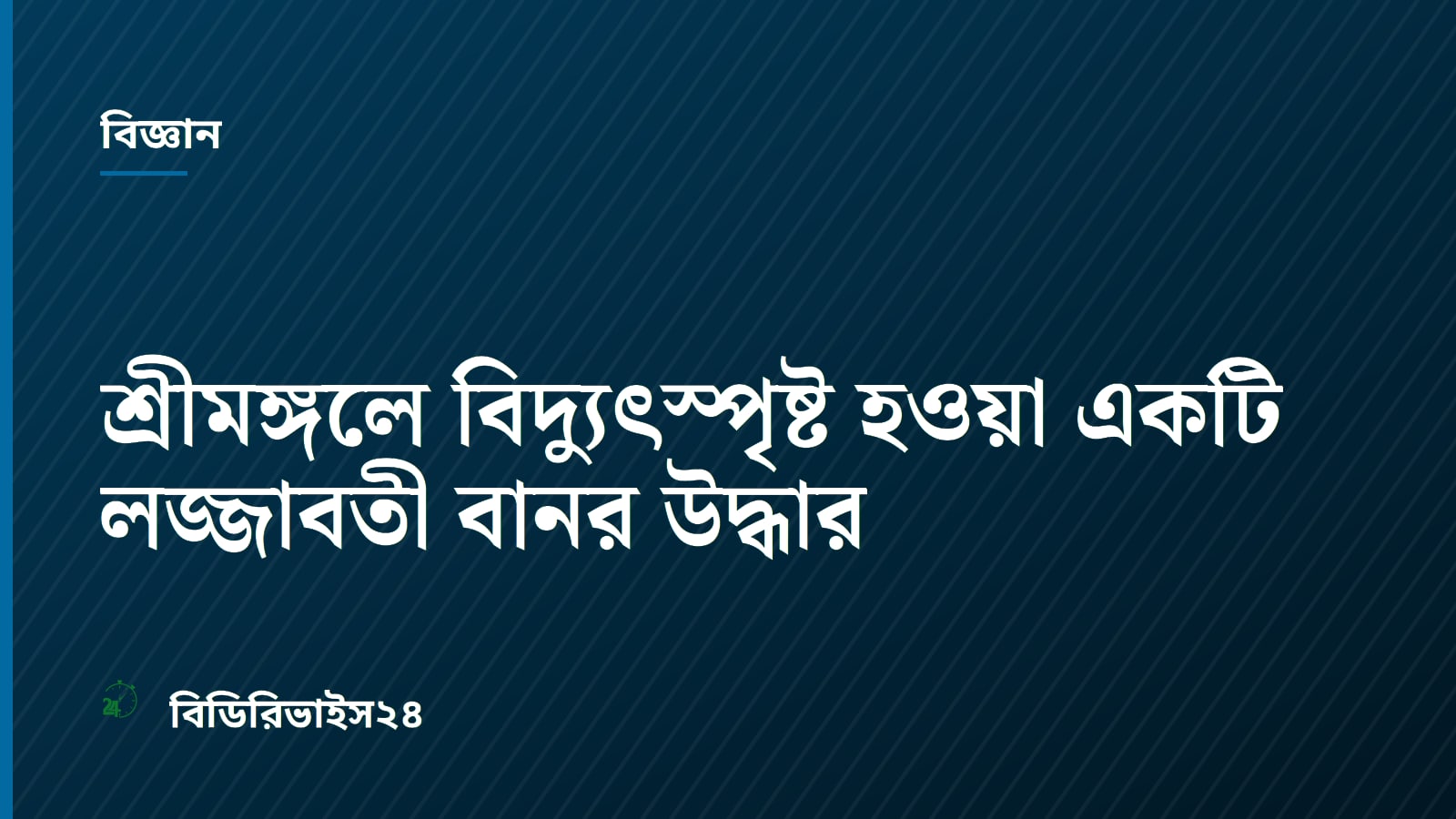 শ্রীমঙ্গলে বিদ্যুৎস্পৃষ্ট হওয়া একটি লজ্জাবতী বানর উদ্ধার